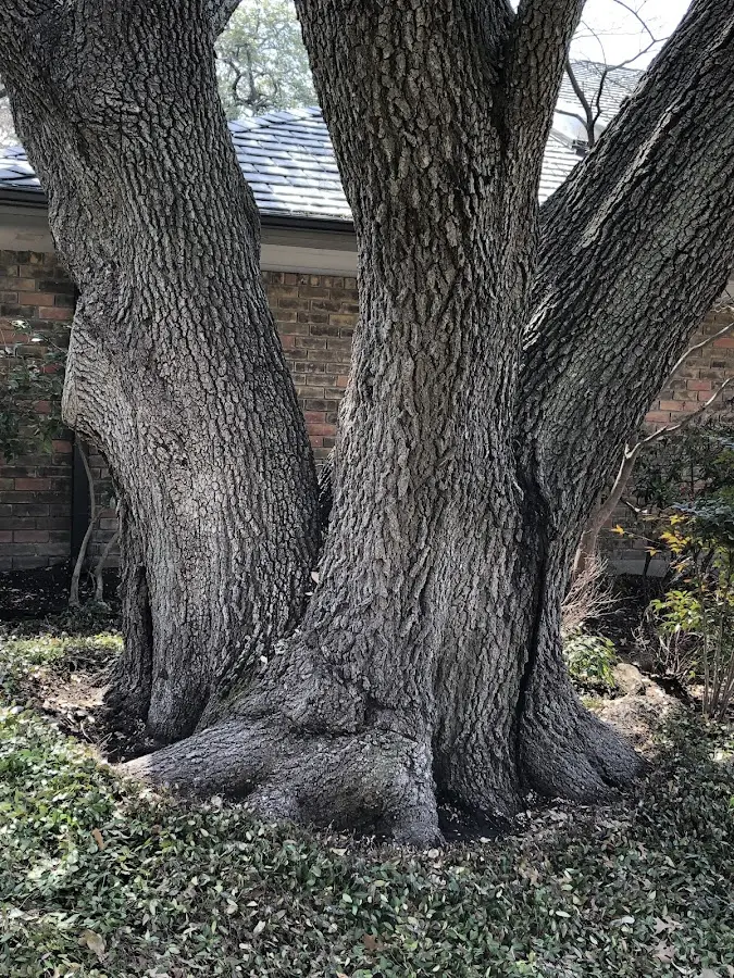 Mature heritage tree close to a Donnellson property cared for by certified arborists